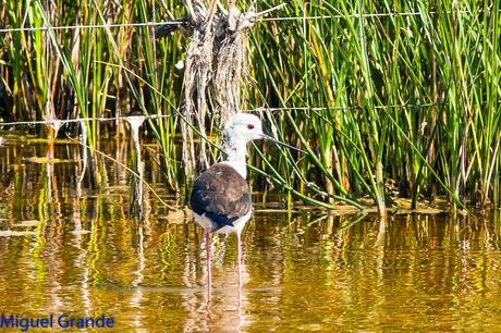LA LLEGADA DEL CALOR POR LA RIBERA NAVARRA(Roquero rojo y Abubilla)