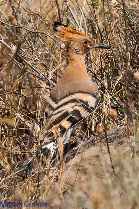 LA LLEGADA DEL CALOR POR LA RIBERA NAVARRA(Roquero rojo y Abubilla)