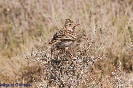 LA LLEGADA DEL CALOR POR LA RIBERA NAVARRA(Roquero rojo y Abubilla)