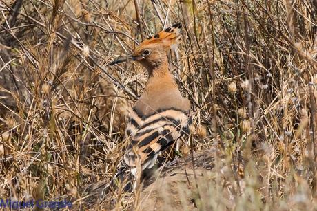 LA LLEGADA DEL CALOR POR LA RIBERA NAVARRA(Roquero rojo y Abubilla)