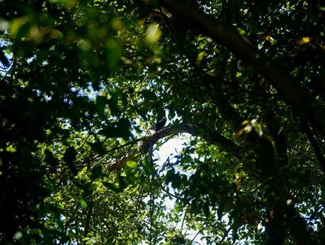 Foto misteriosa: pico picapinos