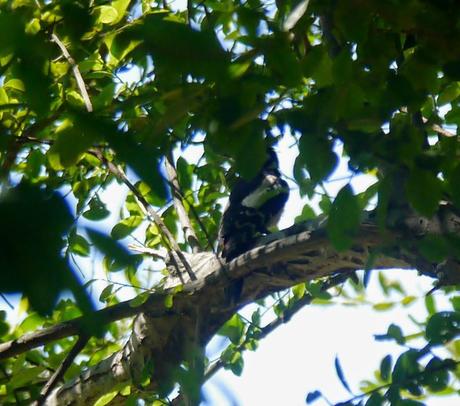 Foto misteriosa: pico picapinos