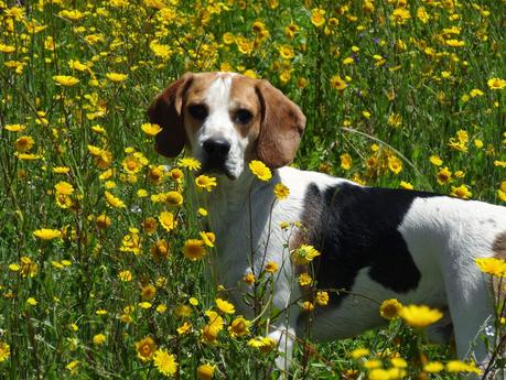 Puente de Mayo en Ávila