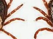 Garrapatas