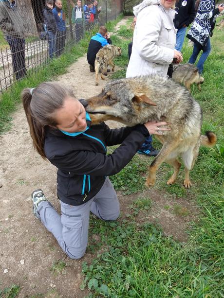 Un día entre lobos