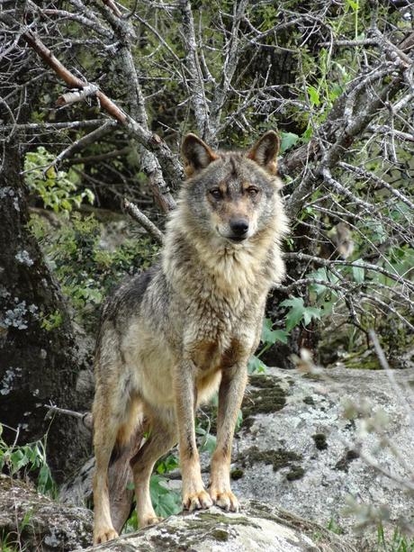 Un día entre lobos