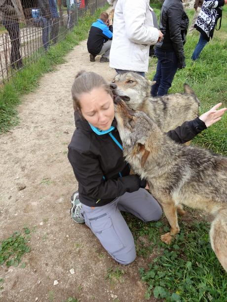Un día entre lobos