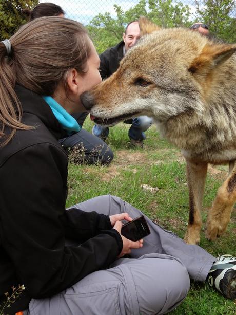 Un día entre lobos