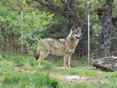 Un día entre lobos