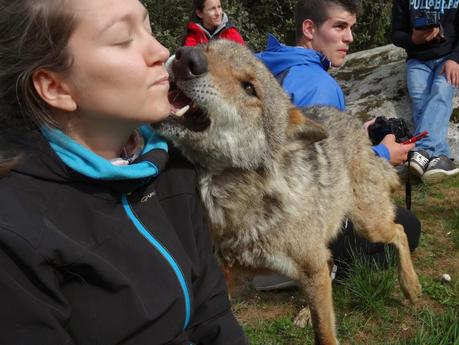 Un día entre lobos