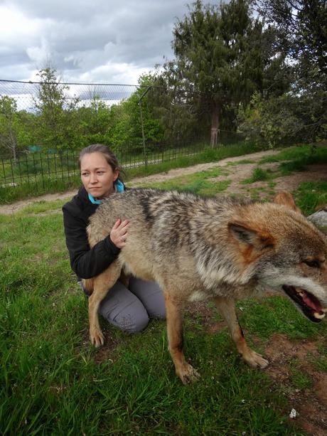 Un día entre lobos
