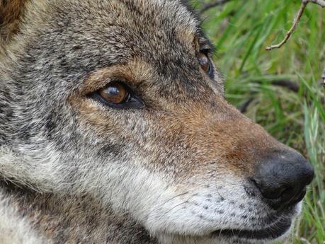 Un día entre lobos