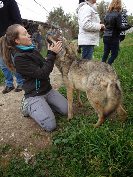 Un día entre lobos