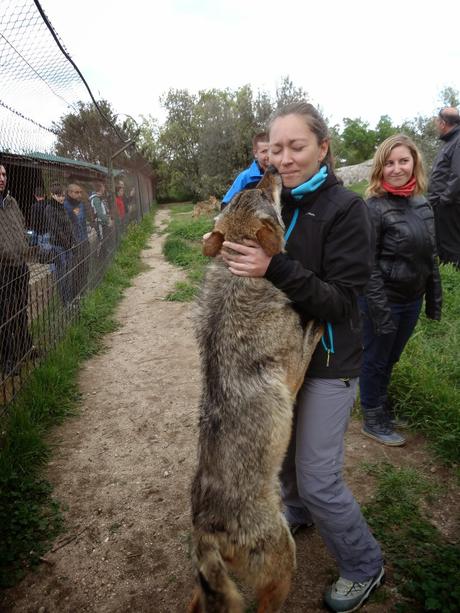 Un día entre lobos