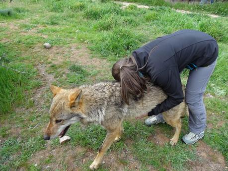 Un día entre lobos