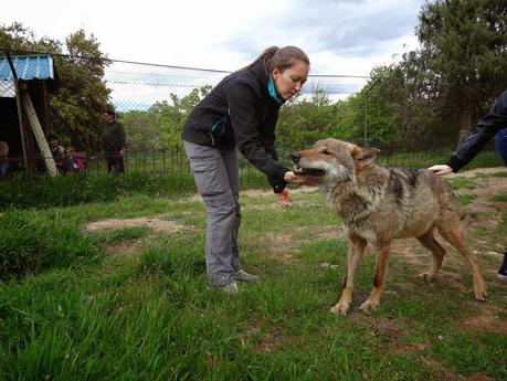Un día entre lobos