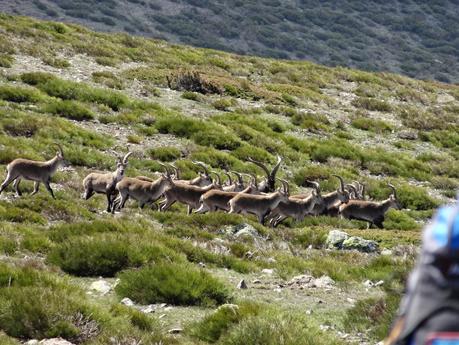 Últimos días de nieve en la sierra de Madrid