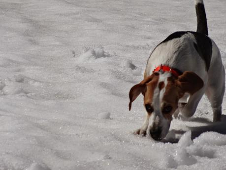 Últimos días de nieve en la sierra de Madrid