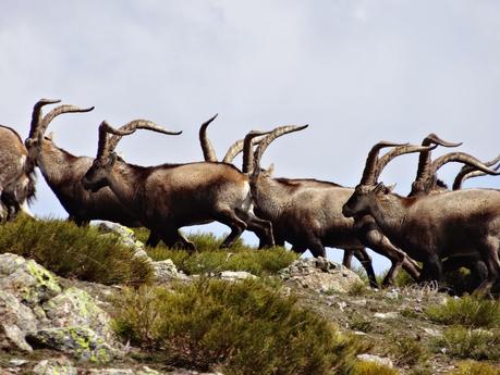 Últimos días de nieve en la sierra de Madrid