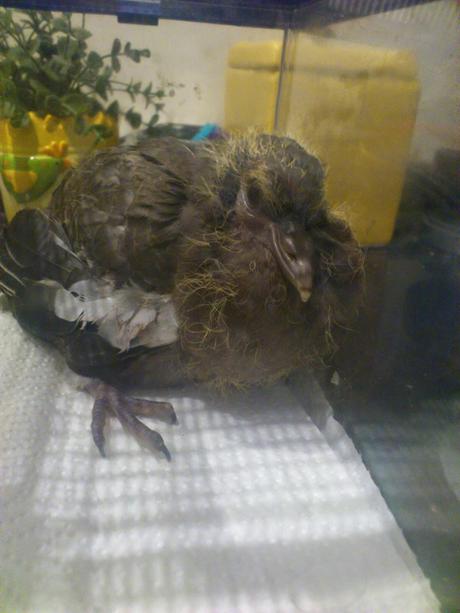 Pichón de Paloma Torcaz