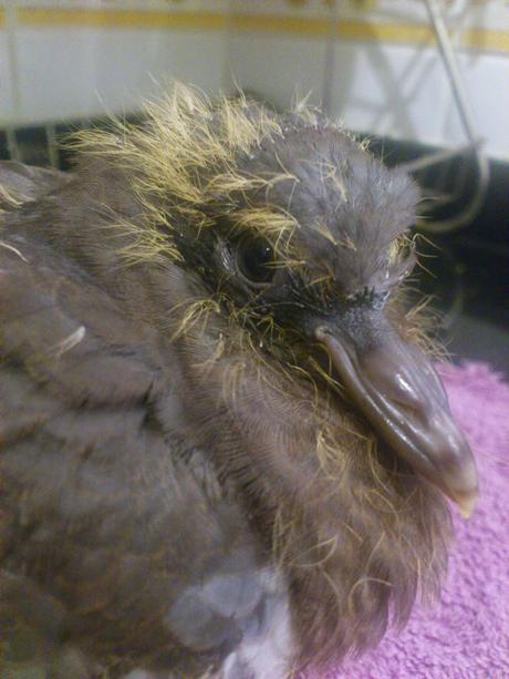 Pichón de Paloma Torcaz