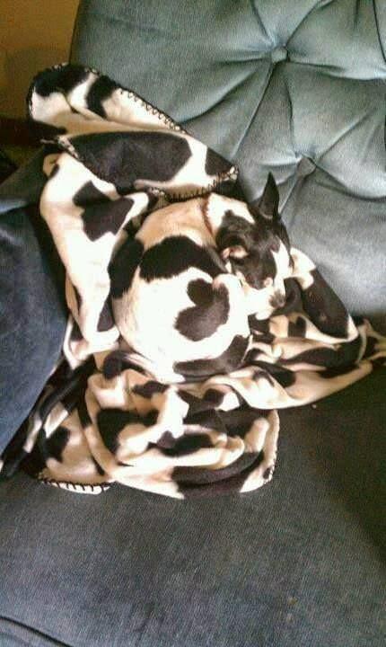 Un poco de distracción