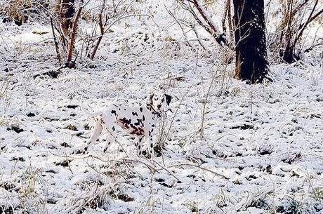 Un poco de distracción