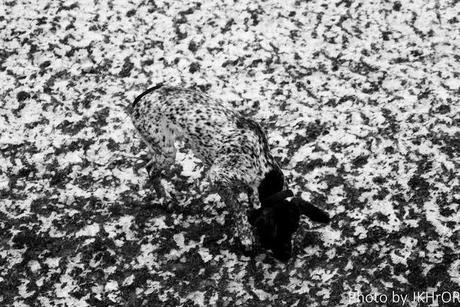 Un poco de distracción