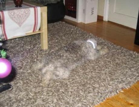 Un poco de distracción