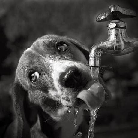 Sabes cómo beben agua los perros?