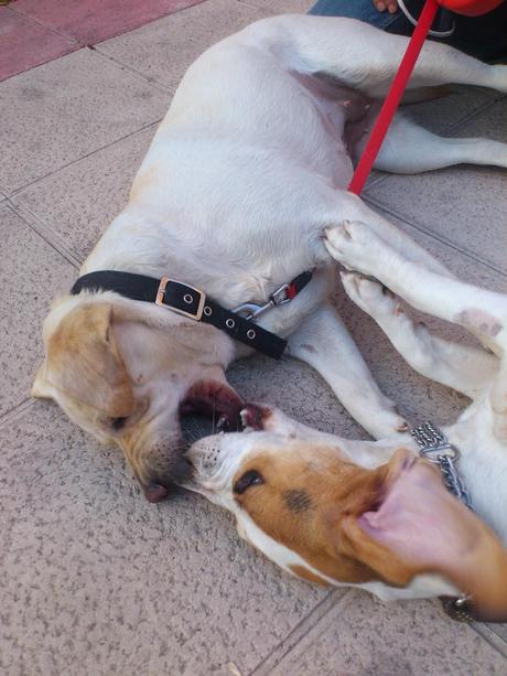 Niebla y Gorka, una tarde de Marzo...