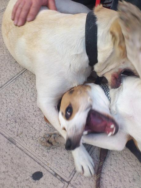 Niebla y Gorka, una tarde de Marzo...