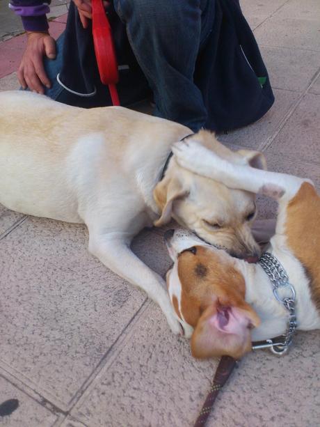 Niebla y Gorka, una tarde de Marzo...