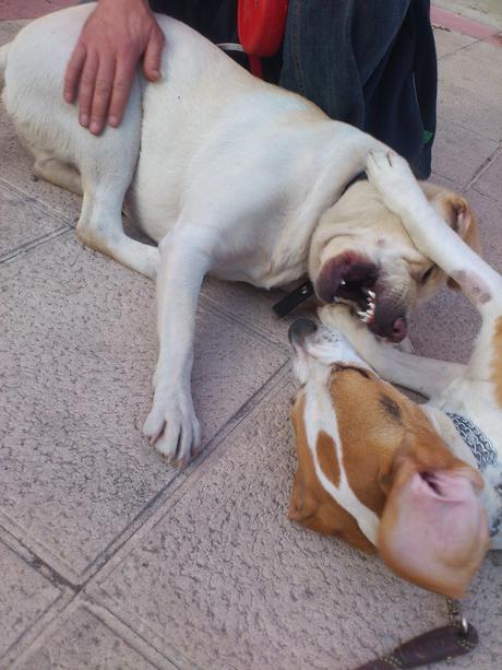 Niebla y Gorka, una tarde de Marzo...