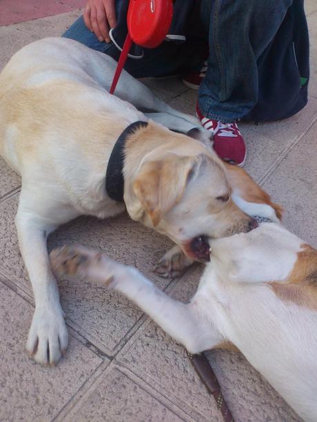 Niebla y Gorka, una tarde de Marzo...