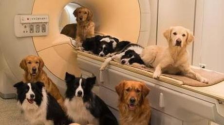Similitud cerebral entre perros y humanos