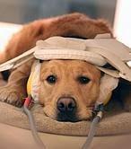 Similitud cerebral entre perros y humanos