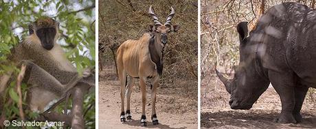 Reserva de Bandia, Senegal