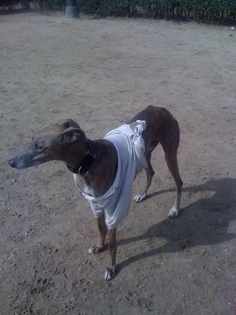 LLORÓN EN ADOPCIÓN.