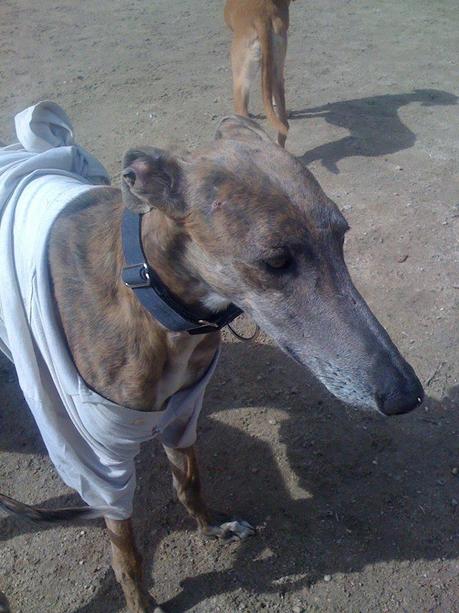 LLORÓN EN ADOPCIÓN.