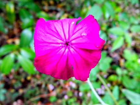 Fiesta de la Virgen de La Saleta 2014.
