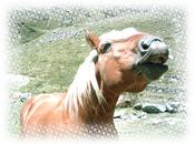 CORAZÓN (nuevo poema)