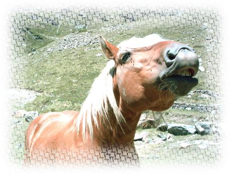 CORAZÓN (nuevo poema)