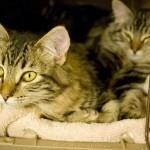 Cómo hacer que tu gato se meta en el transportín