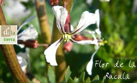 cenamos orugas!? cenamos orugas!?
