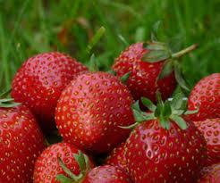 fresa Tamaline ® una sustancia de la fresa para la belleza de la piel