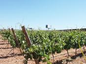 Visita bodegas portia