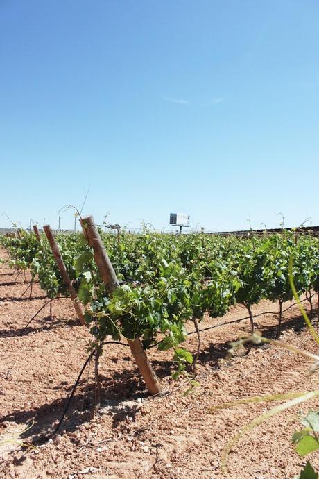 VISITA BODEGAS PORTIA