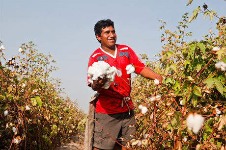 Vintisis cotton organico