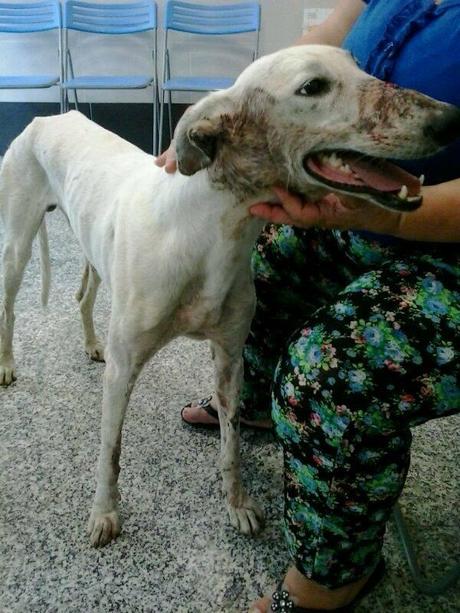 MUY URGENTE!! RESCATADO GALGO CON UN TIRO EN LA CABEZA, EN ALGALLARIN. (CÓRDOBA)